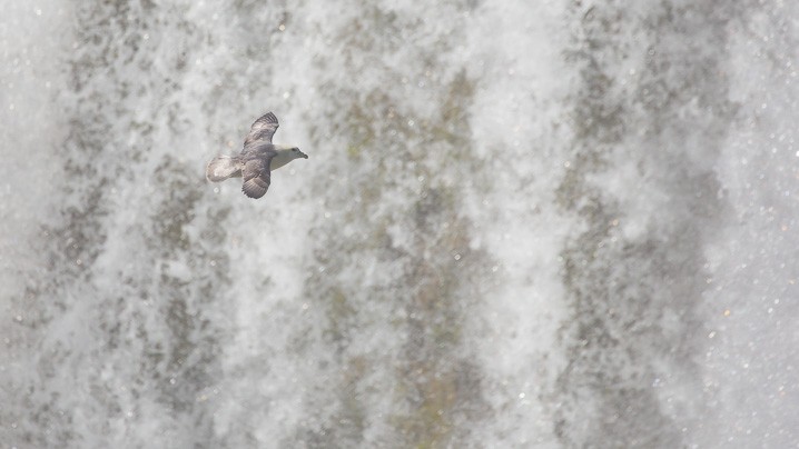 Eissturmvogel